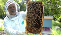 včelař muž beekeeper-682944 1280